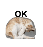 ひとなっつこいねこ（個別スタンプ：16）
