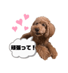 メルくんの日常②（個別スタンプ：1）