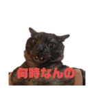 歳三スタンプ！（個別スタンプ：3）