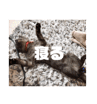 歳三スタンプ！（個別スタンプ：6）