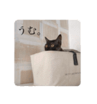 歳三スタンプ！（個別スタンプ：10）