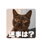 歳三スタンプ！（個別スタンプ：12）