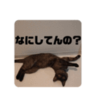 歳三スタンプ！（個別スタンプ：13）