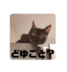 歳三スタンプ！（個別スタンプ：14）
