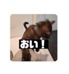 歳三スタンプ！（個別スタンプ：15）