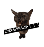歳三スタンプ！（個別スタンプ：23）