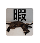 歳三スタンプ！（個別スタンプ：24）