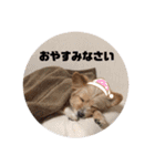 今日のぷあち（個別スタンプ：35）
