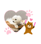 我が家のしずくちゃんスタンプ2（個別スタンプ：1）