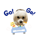 我が家のしずくちゃんスタンプ2（個別スタンプ：4）