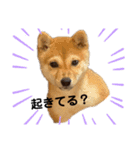 豆柴くうちゃん (関西弁NO.2)（個別スタンプ：3）