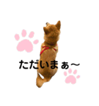 豆柴くうちゃん (関西弁NO.2)（個別スタンプ：6）