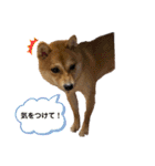 豆柴くうちゃん (関西弁NO.2)（個別スタンプ：8）