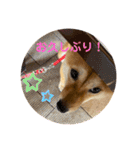 豆柴くうちゃん (関西弁NO.2)（個別スタンプ：29）