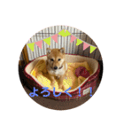 豆柴くうちゃん (関西弁NO.2)（個別スタンプ：32）