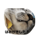 ぼく白玉②（個別スタンプ：6）