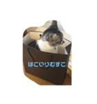 ぼく白玉②（個別スタンプ：9）