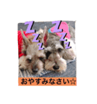 今日のわんこちゃん（個別スタンプ：2）