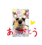 今日のわんこちゃん（個別スタンプ：3）