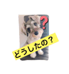 今日のわんこちゃん（個別スタンプ：4）