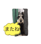 今日のわんこちゃん（個別スタンプ：5）