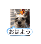 今日のわんこちゃん（個別スタンプ：6）