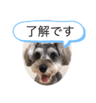 今日のわんこちゃん（個別スタンプ：7）