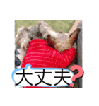 今日のわんこちゃん（個別スタンプ：10）