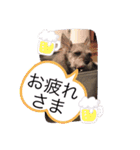 今日のわんこちゃん（個別スタンプ：13）