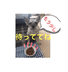 今日のわんこちゃん（個別スタンプ：15）