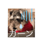 今日のわんこちゃん（個別スタンプ：16）