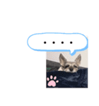 今日のわんこちゃん（個別スタンプ：19）