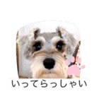 今日のわんこちゃん（個別スタンプ：21）