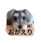 今日のわんこちゃん（個別スタンプ：24）