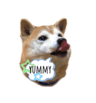 柴犬チャオ（個別スタンプ：1）