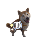 柴犬チャオ（個別スタンプ：3）