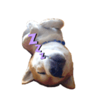 柴犬チャオ（個別スタンプ：5）