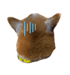 柴犬チャオ（個別スタンプ：7）