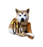 柴犬チャオ（個別スタンプ：8）