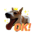 保護犬一護（個別スタンプ：1）