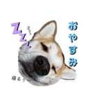 保護犬一護（個別スタンプ：2）