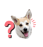 保護犬一護（個別スタンプ：3）