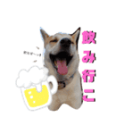 保護犬一護（個別スタンプ：4）