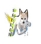 保護犬一護（個別スタンプ：5）