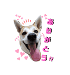 保護犬一護（個別スタンプ：6）