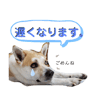 保護犬一護（個別スタンプ：7）