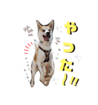 保護犬一護（個別スタンプ：8）