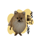 ポメラニアンココアの日常（個別スタンプ：3）