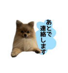 ポメラニアンココアの日常（個別スタンプ：7）