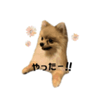 ポメラニアンココアの日常（個別スタンプ：10）